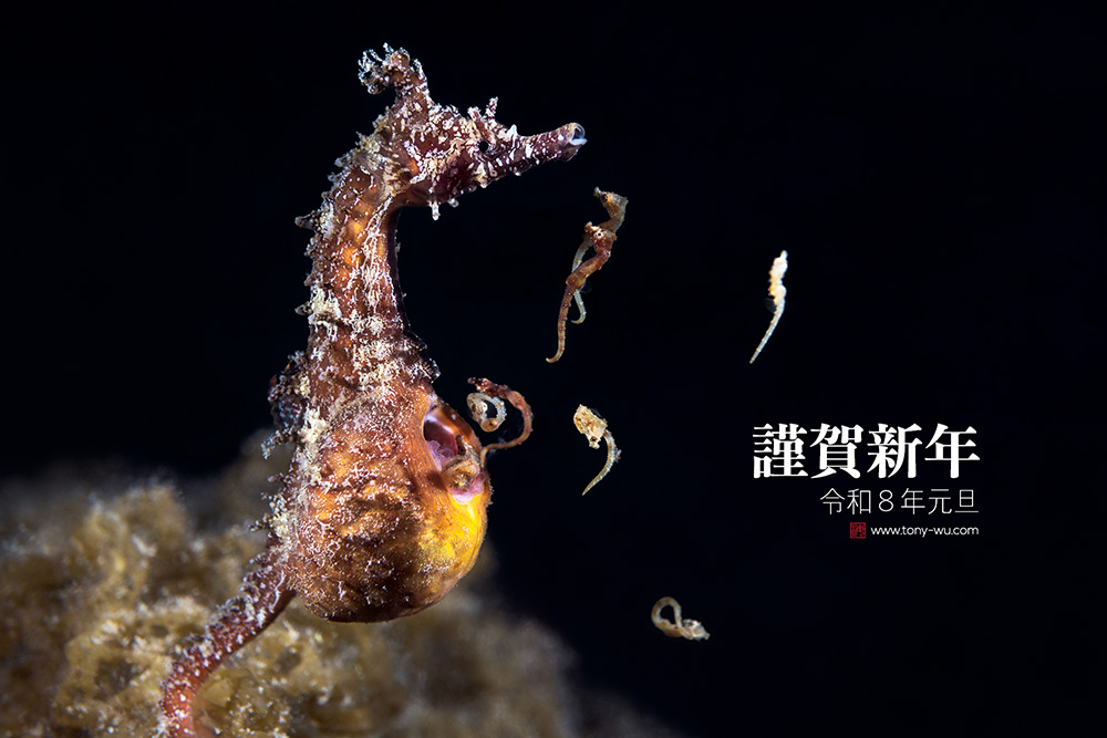 seahorse giving birth