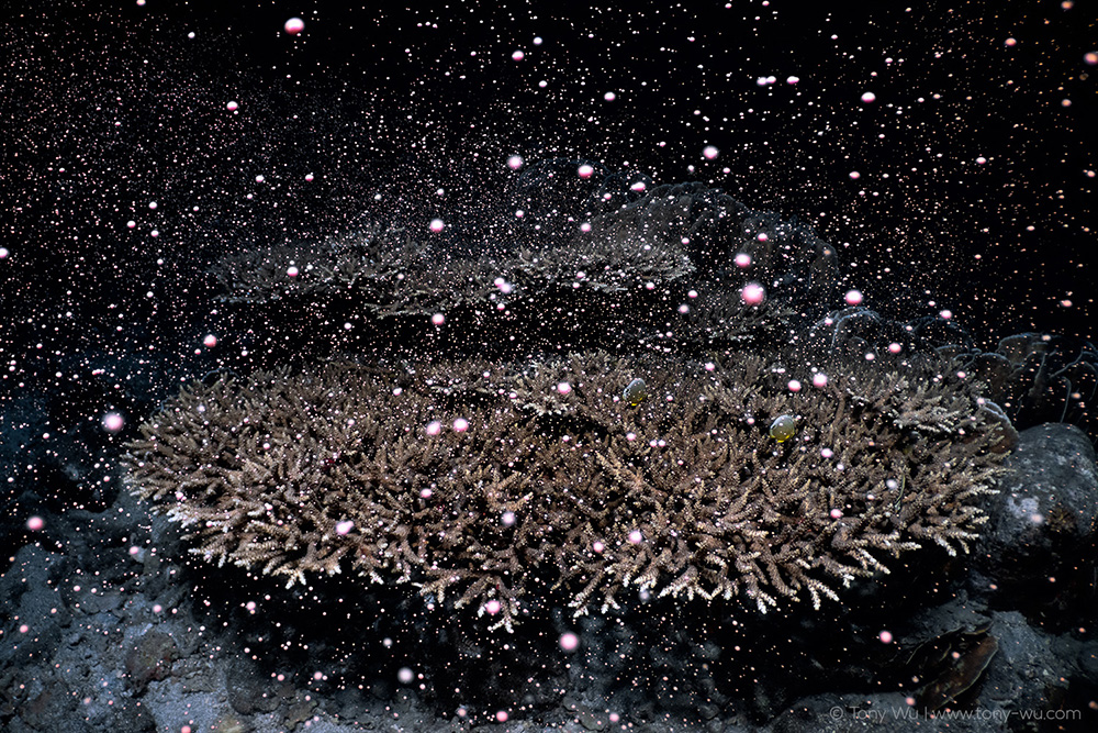 acropora coral spawning japan