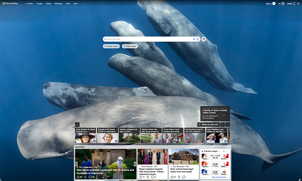 sperm whale social unit