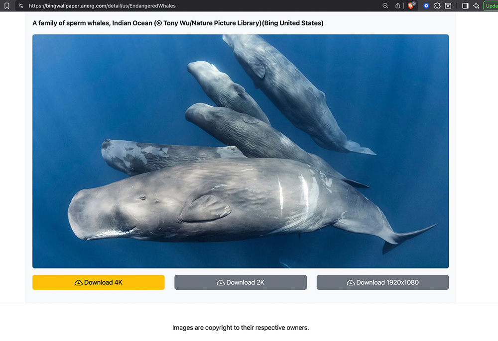sperm whale social unit