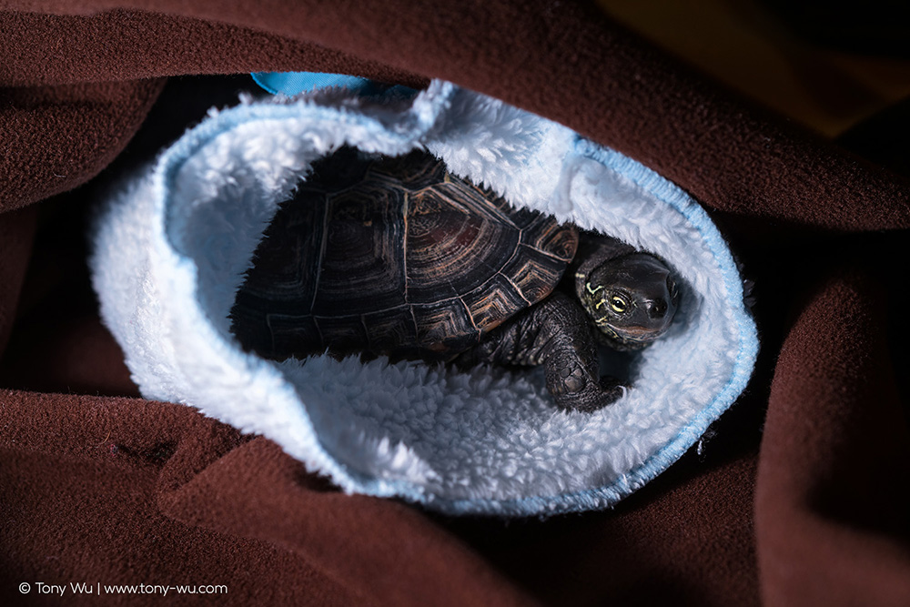 Oogway in soft fluff pocket