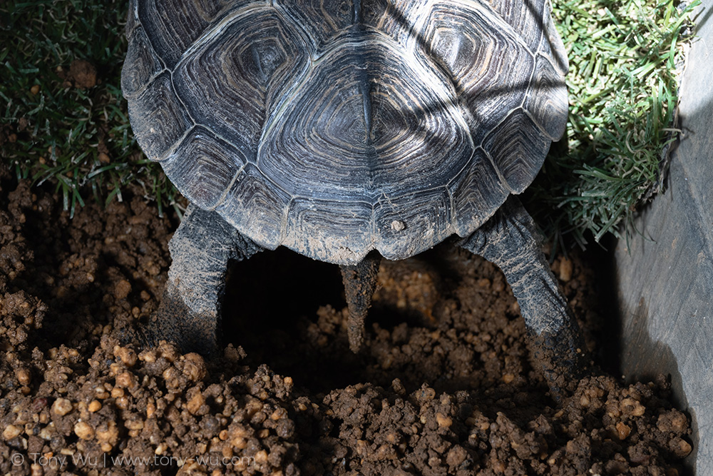 Oogway digging hole for eggs