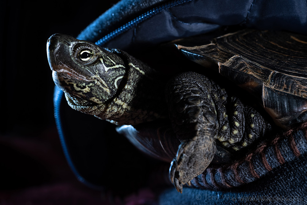 Oogway winter 2025