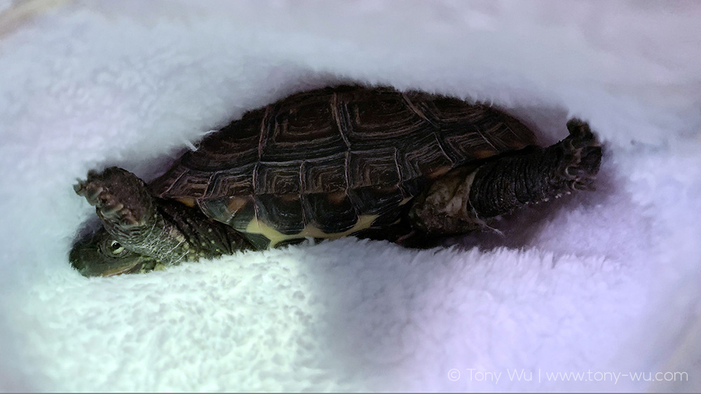 Oogway in soft fluff pocket