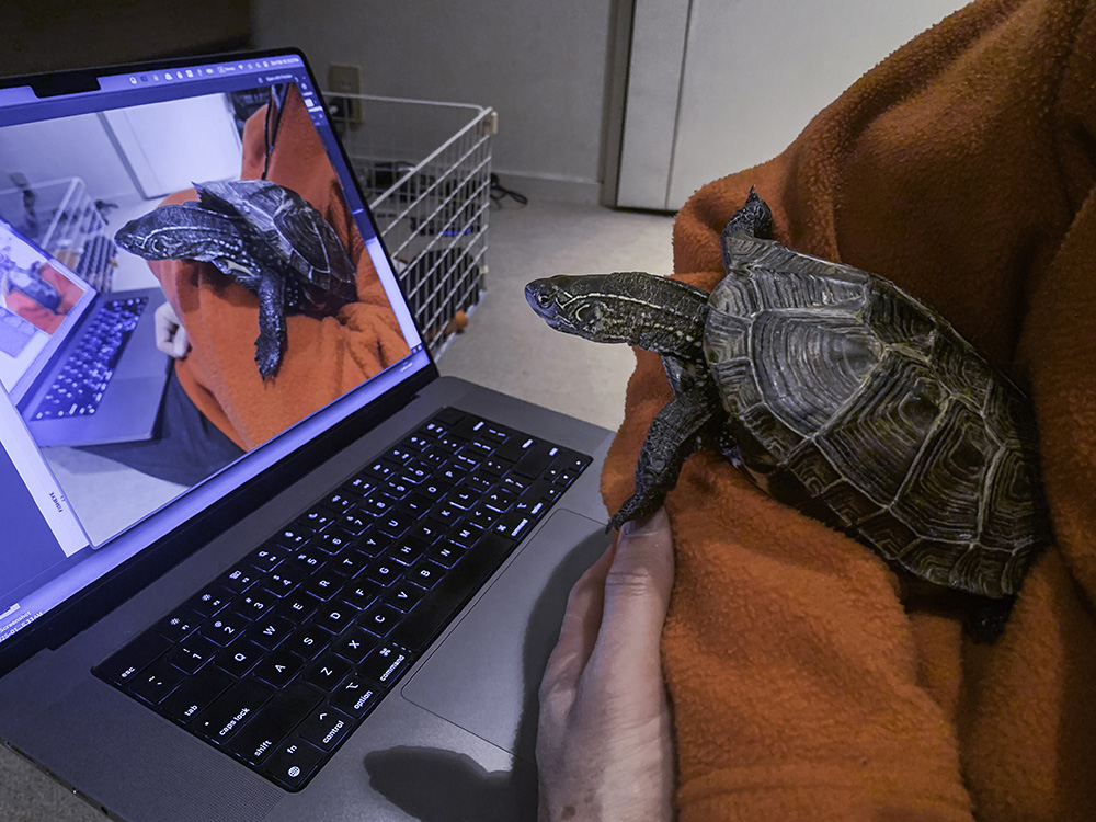 Oogway looking at screen