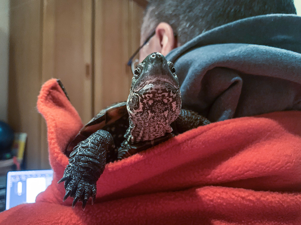 Oogway on my shoulder