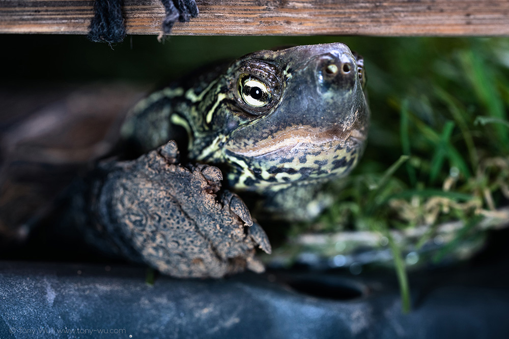 Oogway inside summer house