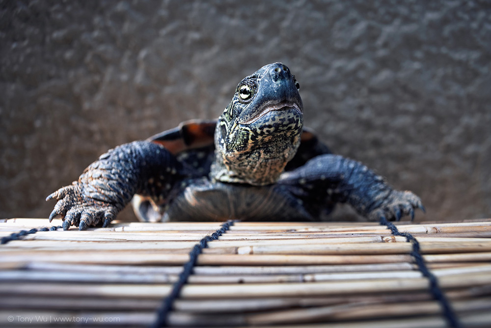 Oogway summer house roof