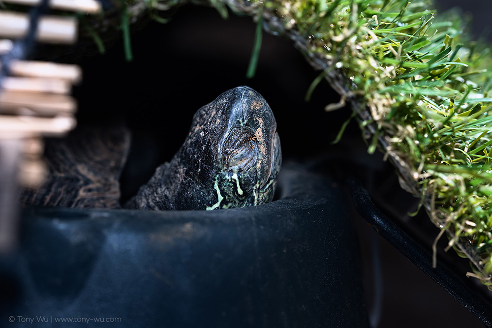 Oogway asleep