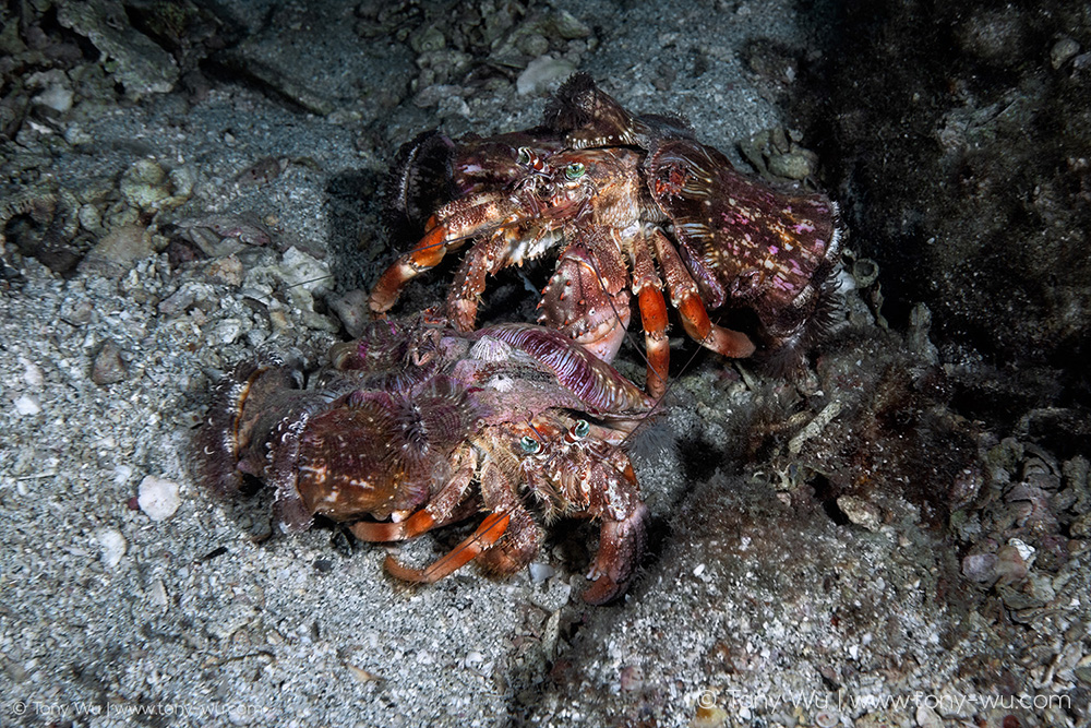 Dardanus pedunculatus hermit crab courtship