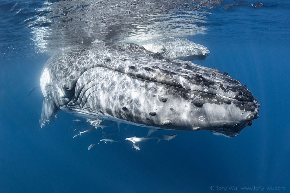 humpback whale female and calf