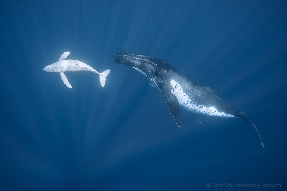 humpback whale calf and mother