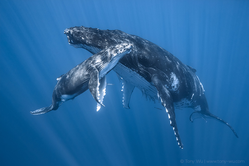 humpback whale mother and calf