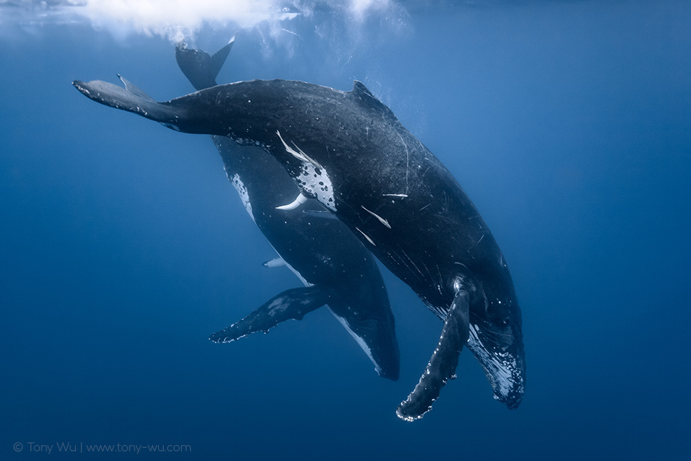 male humpback whale penis