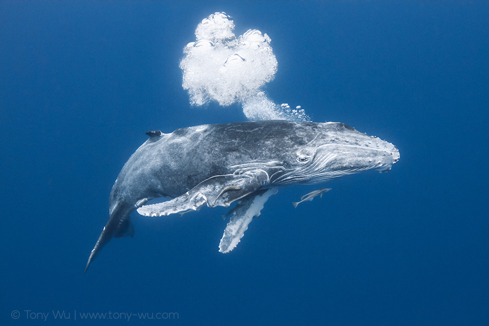humpback whale calf blowing bubbles
