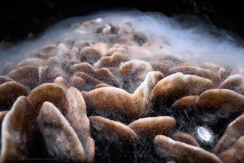 Pavona cactus coral spawning