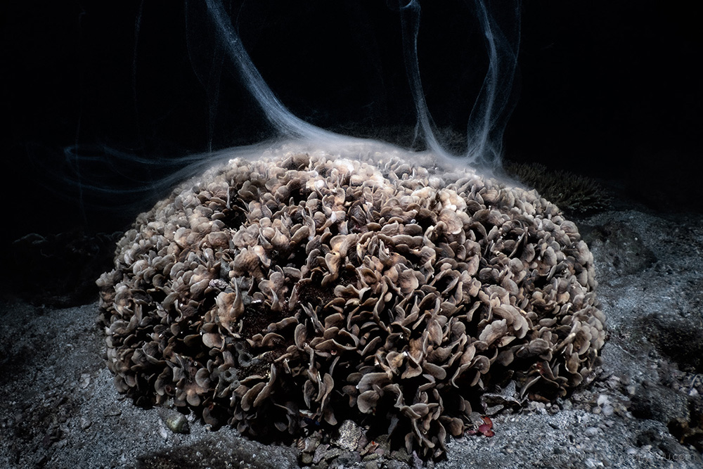 Pavona cactus coral spawning