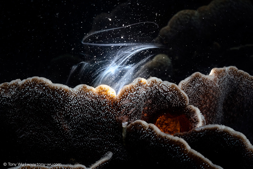 Pavona decussata coral spawning
