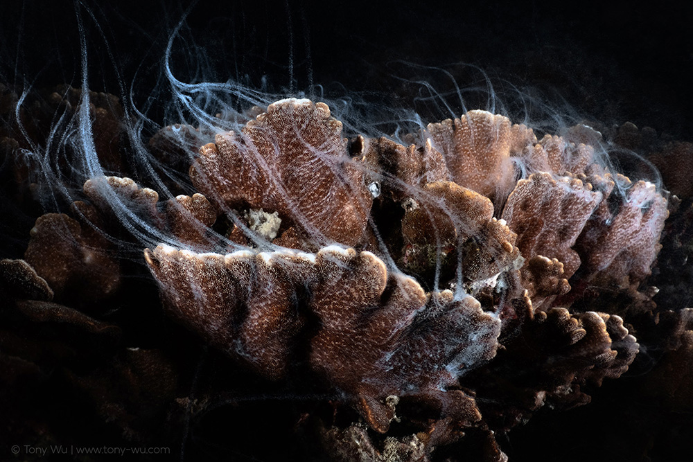 Pavona decussata coral spawning