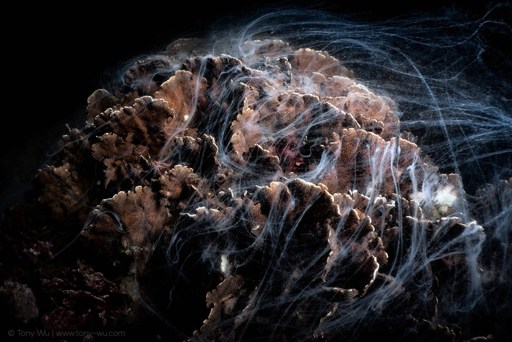 Pavona decussata coral spawning