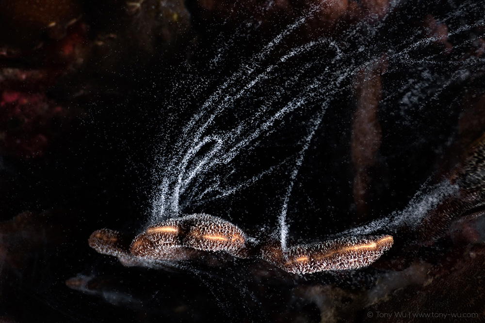Pavona decussata coral spawning