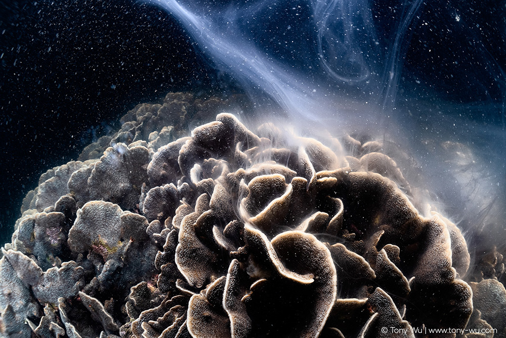 Pavona decussata coral spawning