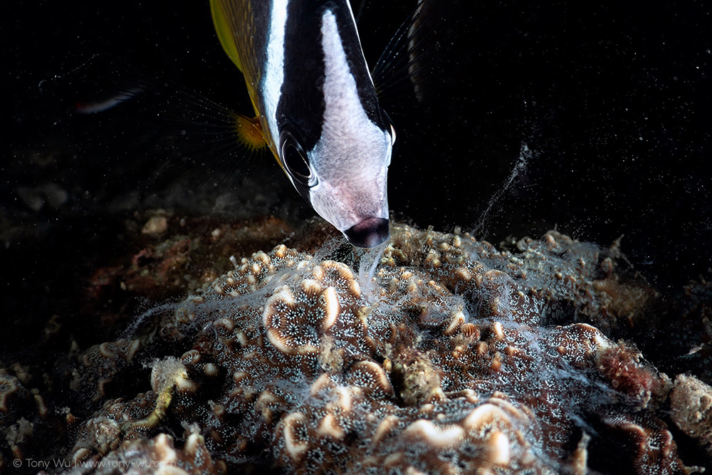 Chaetodon auripes consuming Pavona coral eggs