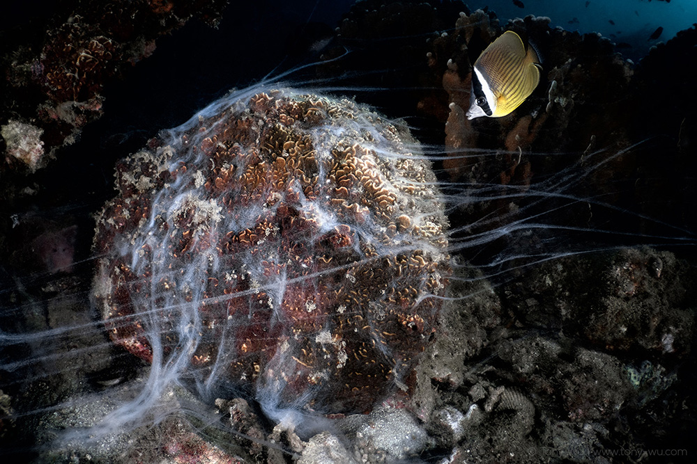 Pavona varians broadcast spawning