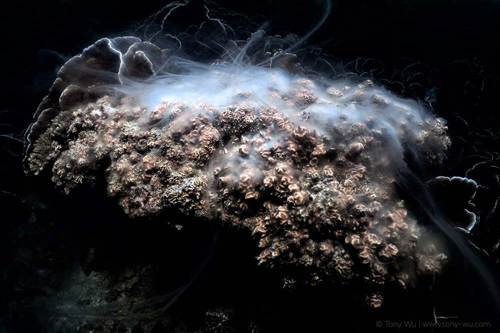 Pavona varians broadcast spawning