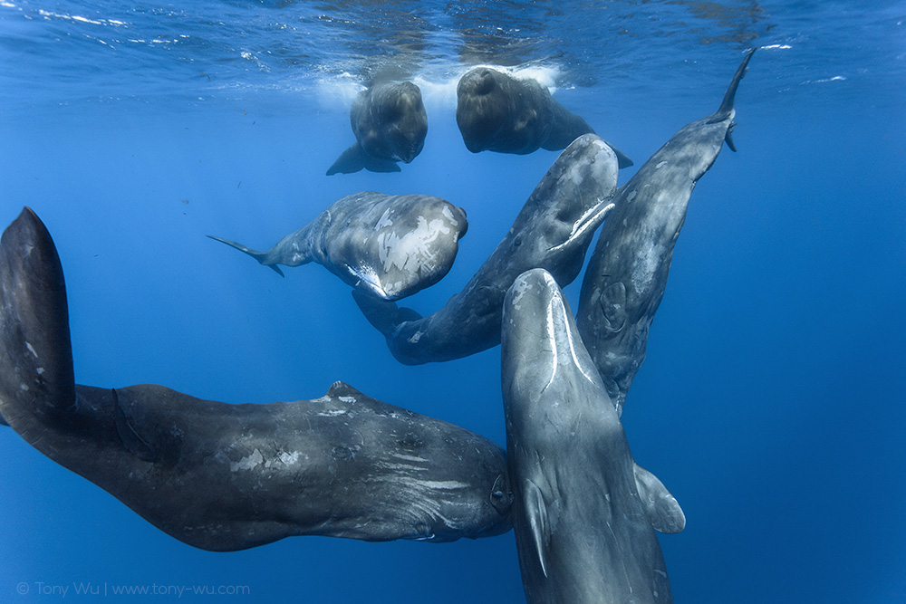 sperm whale social unit