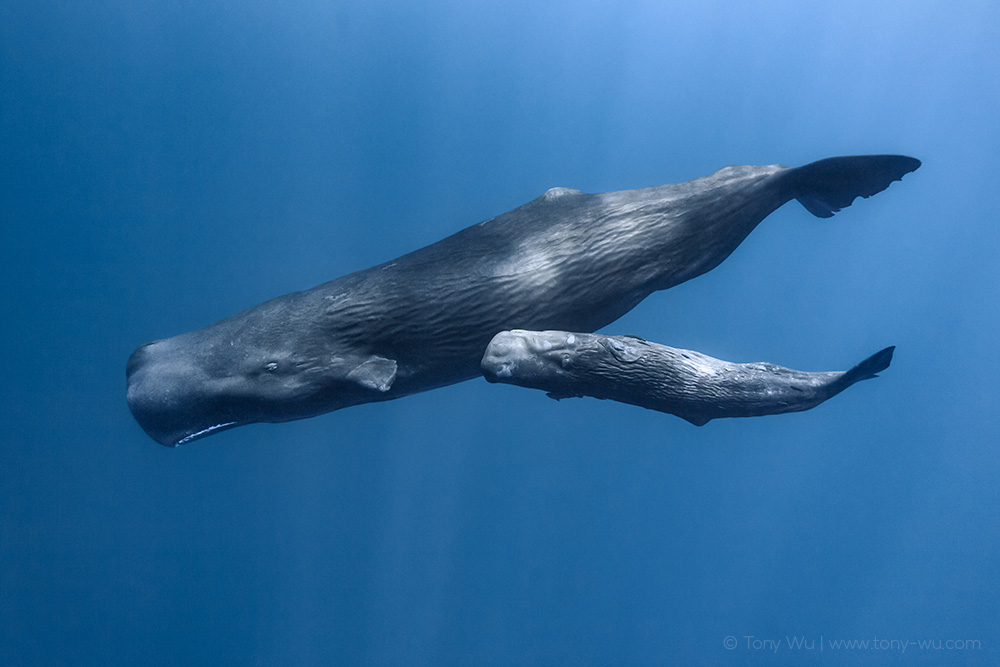 sperm whale female and calf