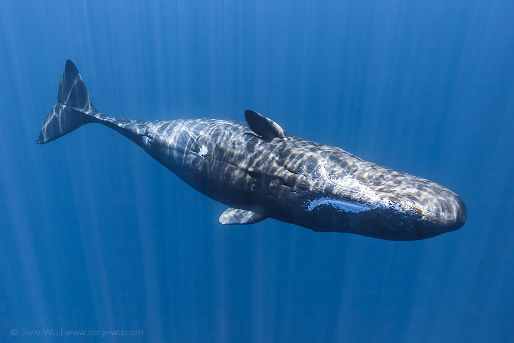 sperm whale matriarch