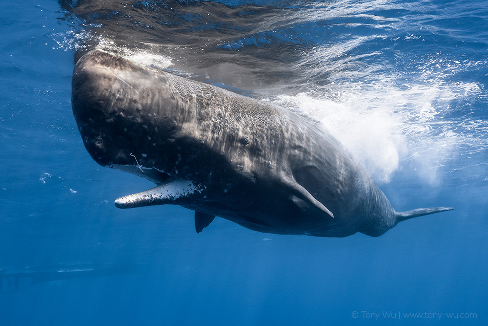 sperm whale squid on mouth