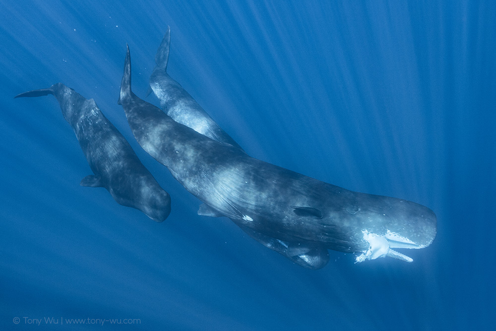 sperm whale with giant squid