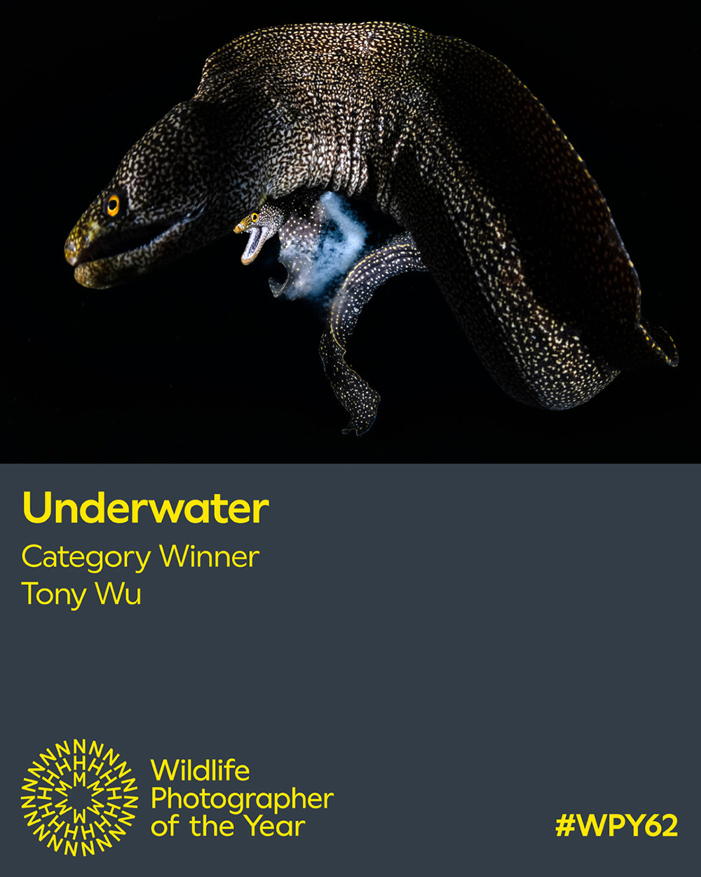 wildlife photographer of the year winner
