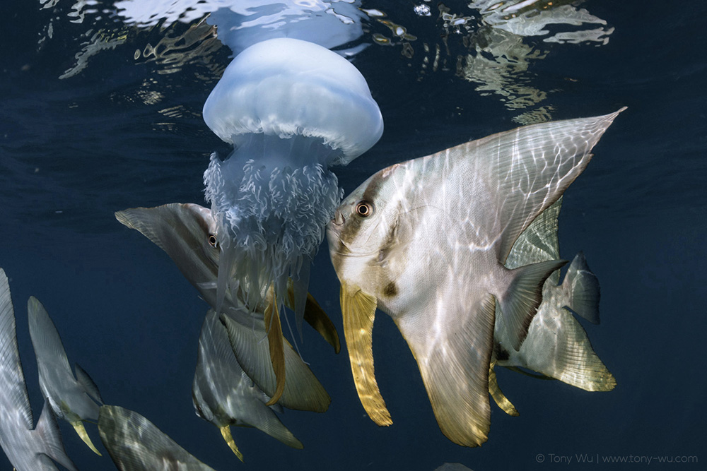 batfish eating jellyfish