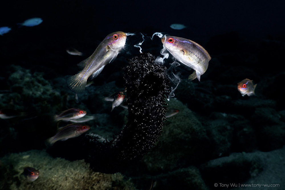 threadfin wrasses consuming sea cucumber gametes