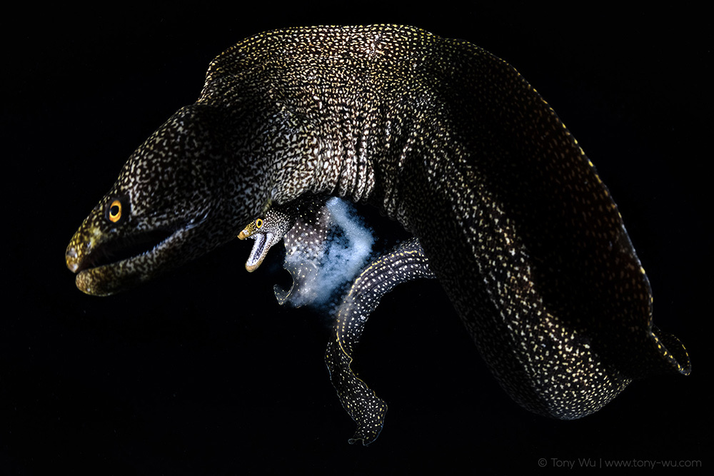 moray eel spawning