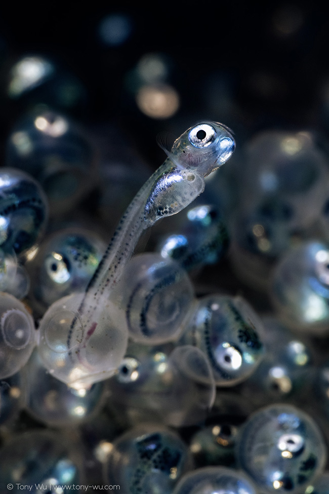 Hexagrammos otakii greenling hatching