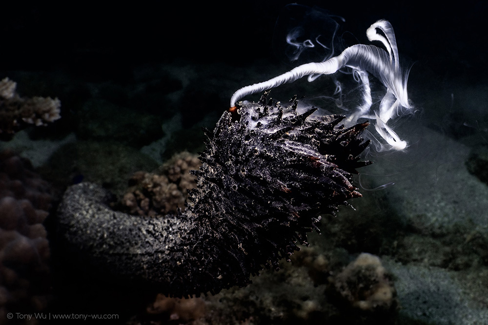sea cucumber broadcast spawning
