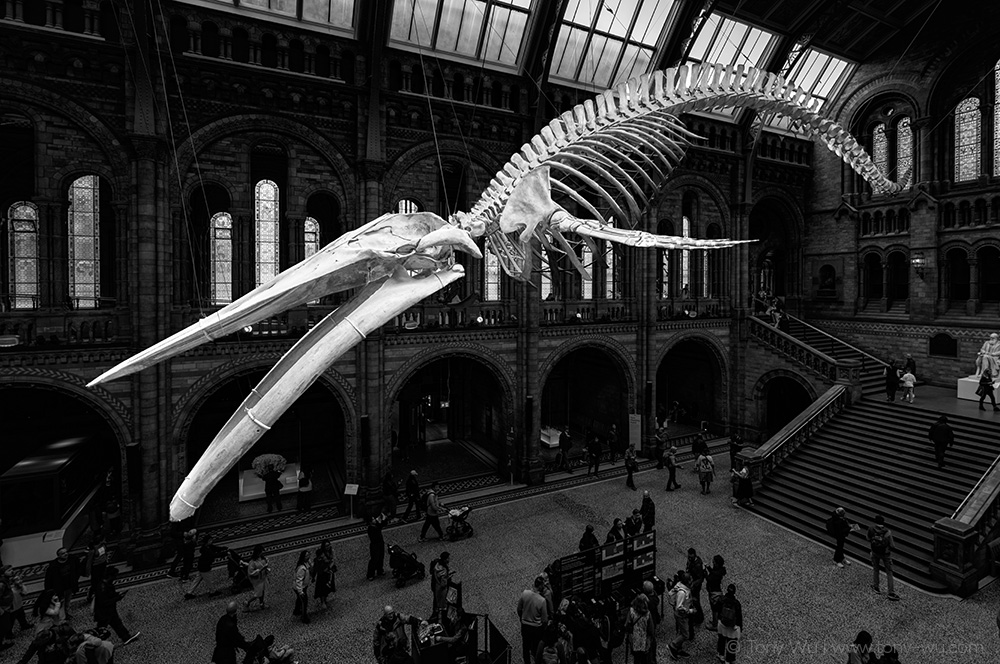 hintze hall natural history museum london
