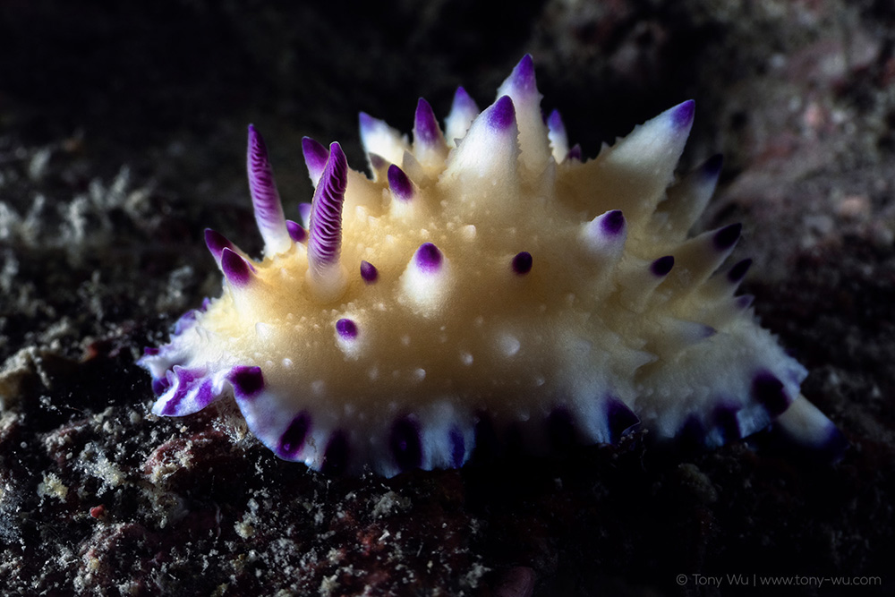 Mexichromis multituberculata nudibranch