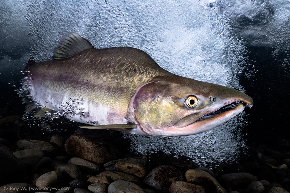Oncorhynchus gorbuscha pink salmon male