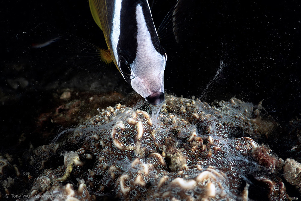 butterflyfish eating coral spawn