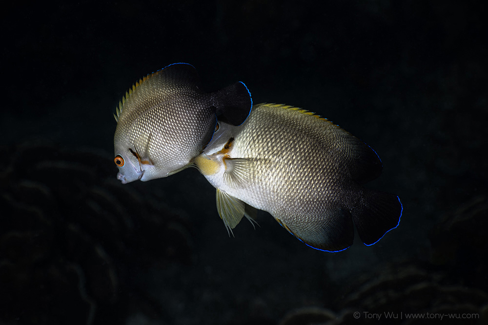 pearlscale angelfish spawning