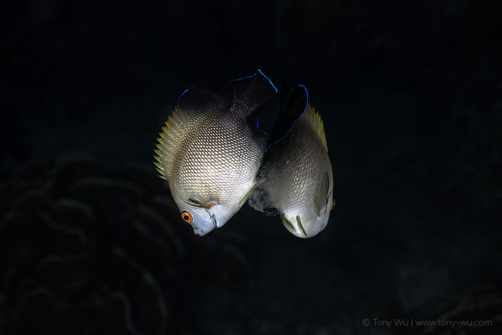 pearlscale angelfish spawning