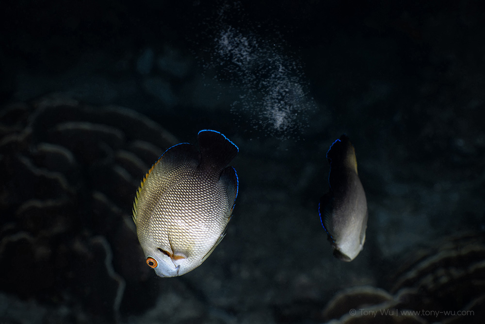 pearlscale angelfish spawning