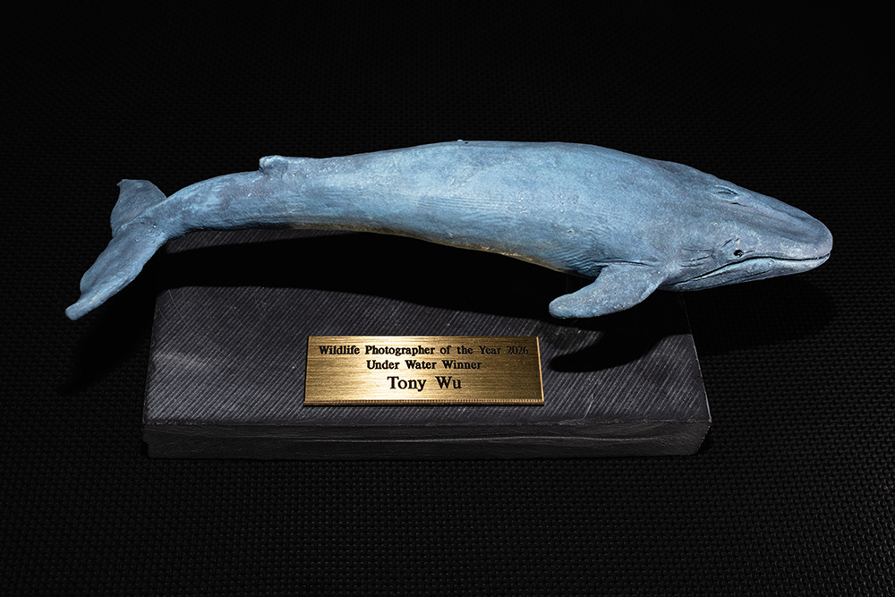 wpy62 blue whale trophy