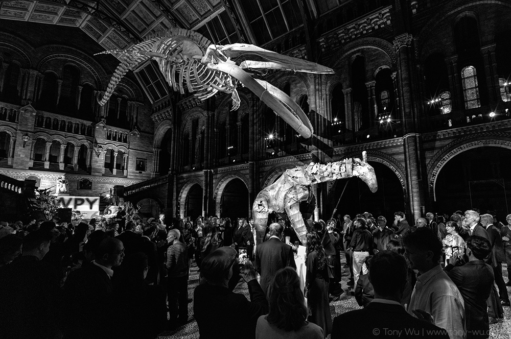 blue whale and giraffe NHM London