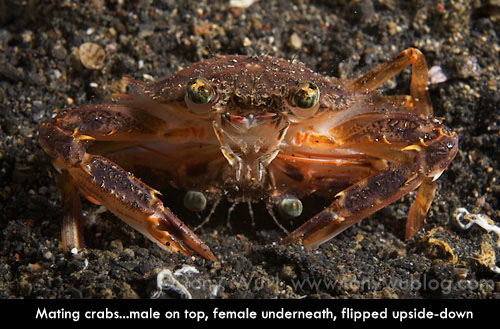 mating crabs